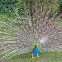 Pavo real