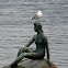 Seagull