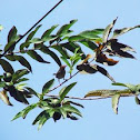 tailor bird