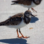 Ruddy Turnstone