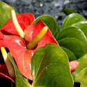 Flamingo Flower