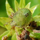 Stink Bug