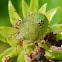 Stink Bug