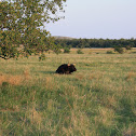 Texas Longhorn Steer