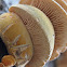 Late Fall Oyster Mushroom