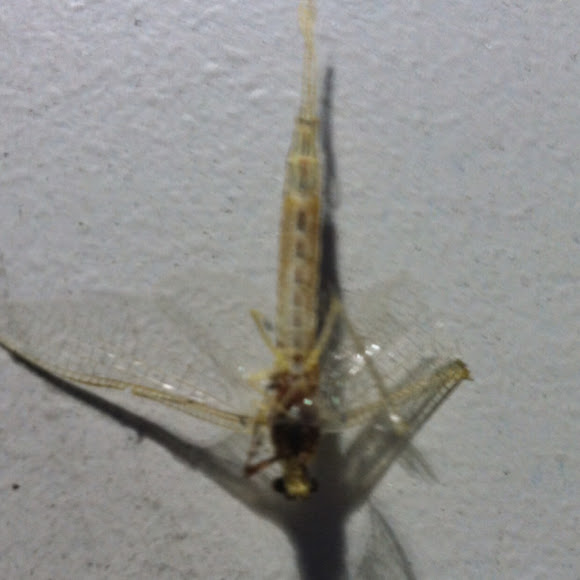 Spotting Image 1