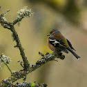 Chaffinch (male)