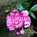 Peony