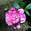 Peony