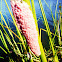 Apple Snail Eggs