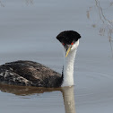Western Grebe