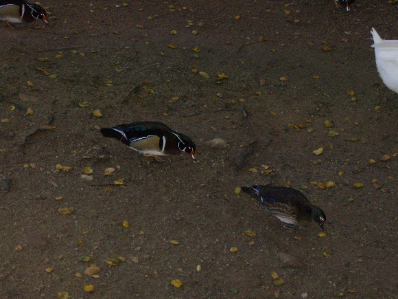 Spotting Image 1