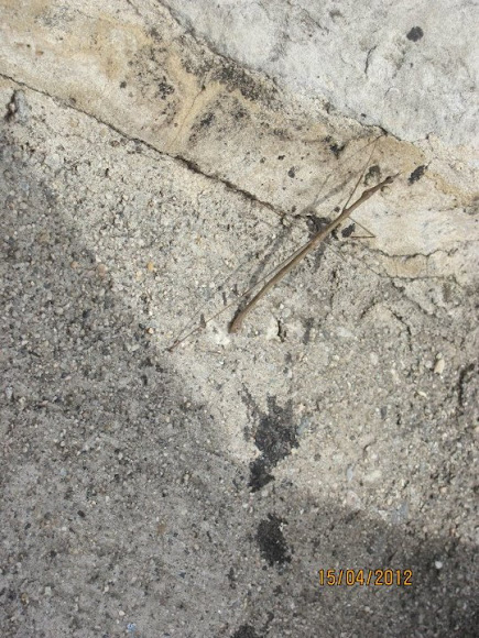 Spotting Image 1