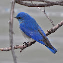 Mountain Bluebird