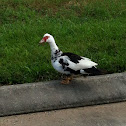 Muscovy Duck