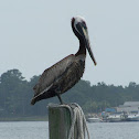 Brown Pelican