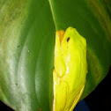 Green Tree Frog
