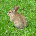 European Rabbit