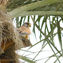 Common Kestrel (m)