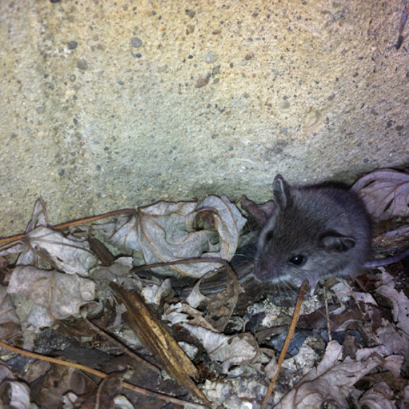 Spotting Image 1