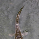 Common mudskipper