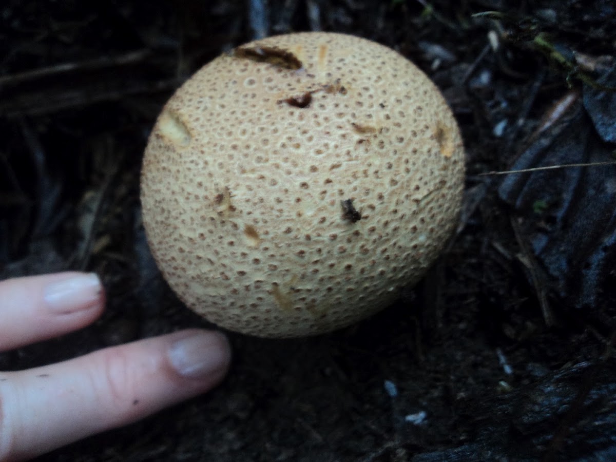 Puffball