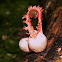 Puff fungi