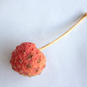 Japanese Dogwood