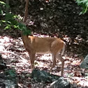 White tailed deer