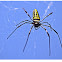 Giant Wood Spider