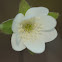 Sharp-lobed Hepatica