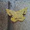 Crocus geometer moth