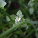 Ala de Mosca / Winterweed
