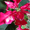 Poinsettia