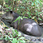 Danta - Tapir