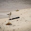 Common Sandpiper