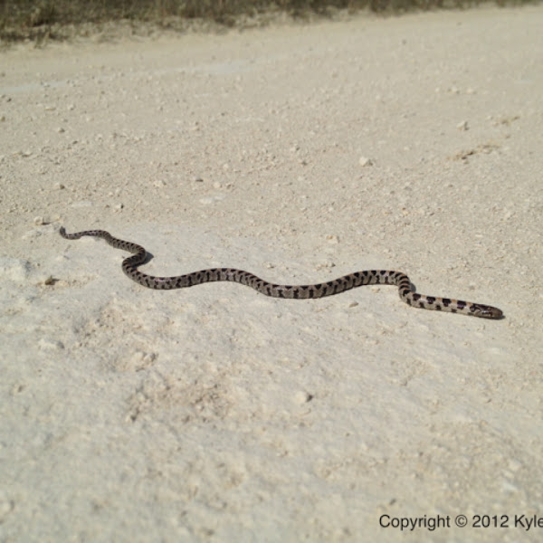 Short Tailed Snake | Project Noah