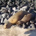 Galapagos sea lion