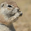 African Ground squirrel