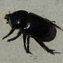 Scarab Beetle