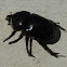 Scarab Beetle