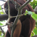 Red Howler Monkey
