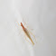 Two Spotted Tree Cricket