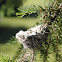 Nest of the Rufous Hummingbird