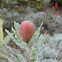 Banksias