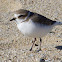 Snowy Plover