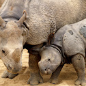 Indian Rhinoceros