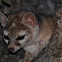 Ringtail