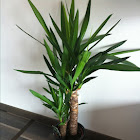 Yucca-palme