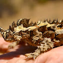 Thorny Devil